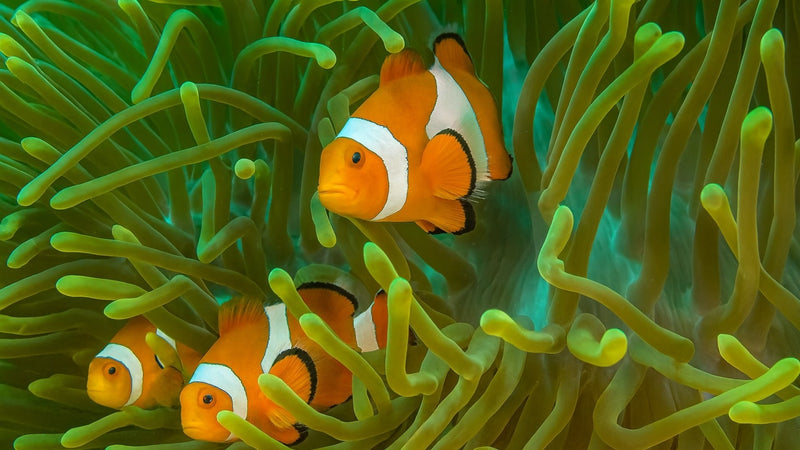 Creator Pack - 25 single clips of Clownfish 4K