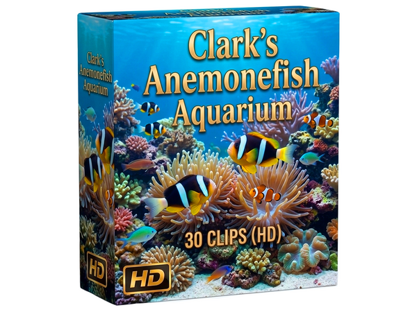 Creator Pack - 30 single clips of Clark's Anemonefish Aquarium HD