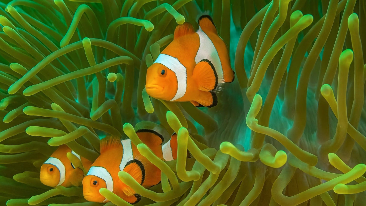 Clownfish - Life In The Tropical Ocean