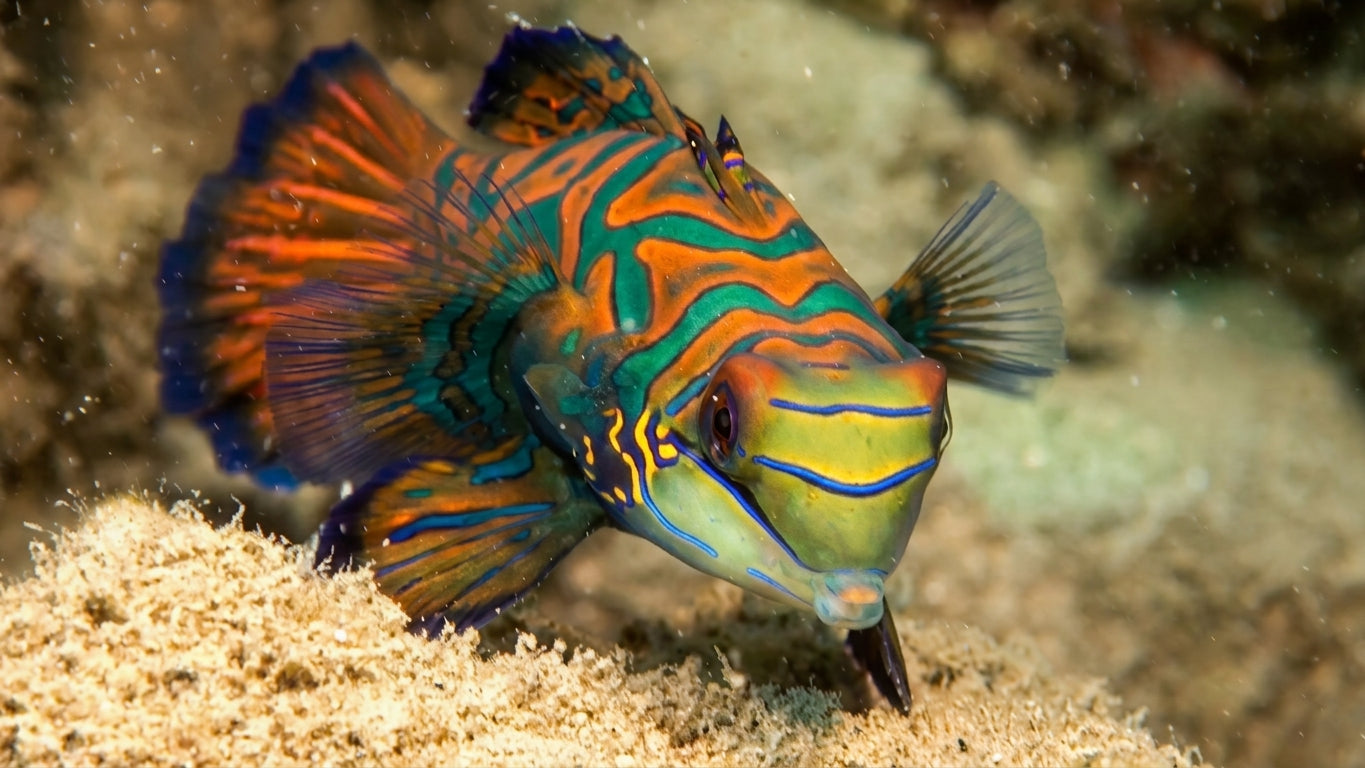 Colors Of The Sea - Painted Souls