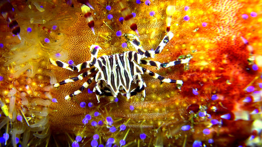 UNDERWATER - Colors Of The Sea - Painted Souls
