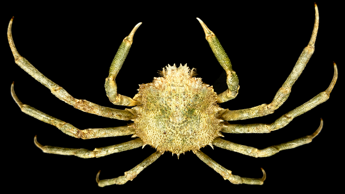 Contracted Crab (Hyas coarctatus) | Preserved Crab Specimen | Real Marine Crab
