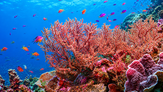 UNDERWATER - Coral Reef With Sea Fan