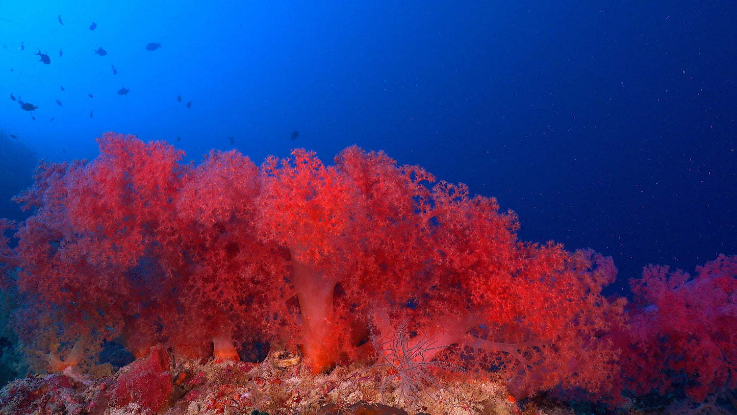 Coral Tranquility - The Beauty of Living Coral