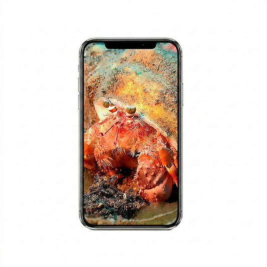 Vertical Creator Pack - 10 single clips of Crab (4K UHD)