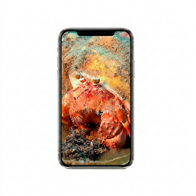 Vertical Creator Pack - 10 single clips of Crab (4K UHD)