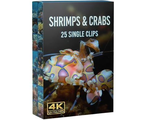 Shrimps and crabs underwater commercial clips