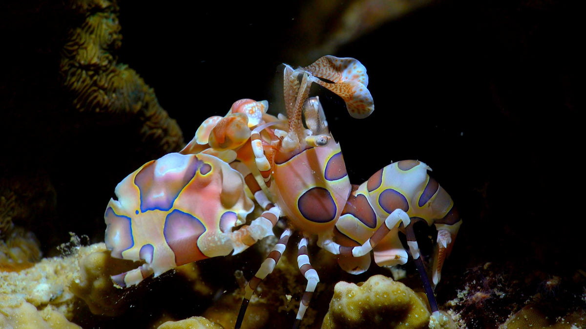 Crustacean KIngdom - The Reef's Armored Inhabitants