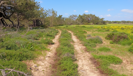 Virtual Cycle Rides - Pine Forest along Spring Flowers