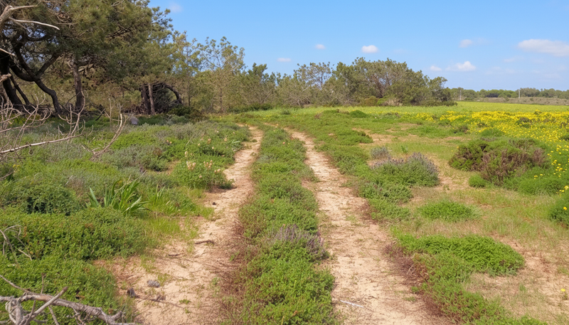 Cycle - Pine Forest along Spring Flowers