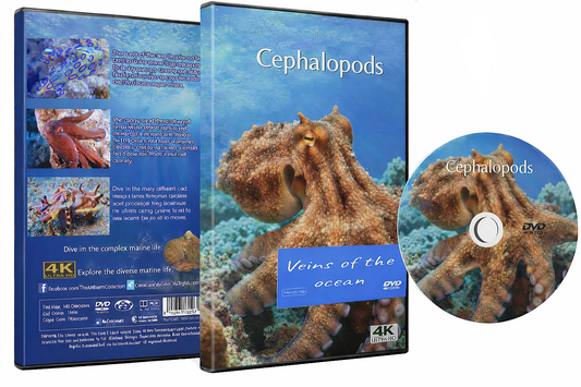 Cephalopods - Veins Of The Ocean