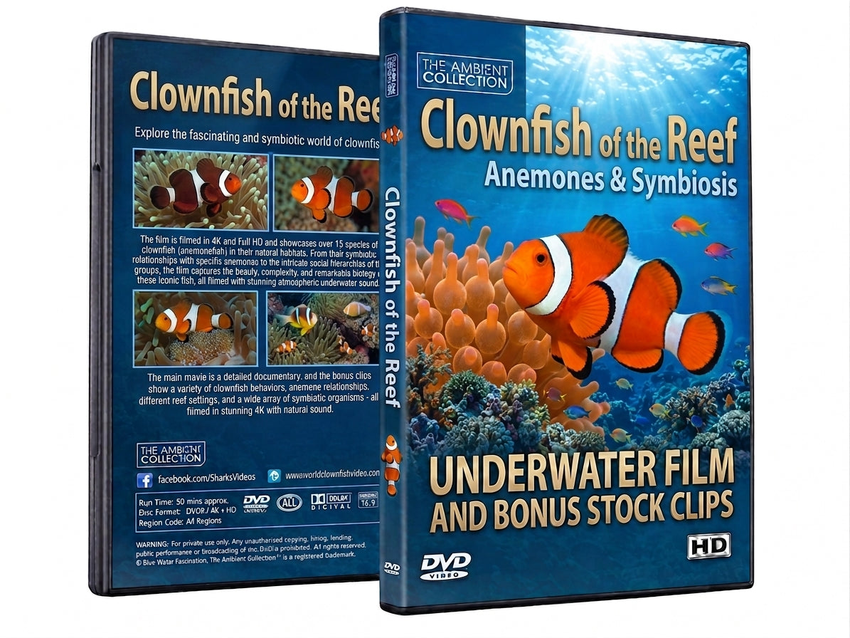 Clownfish Of The Coral Reef - Underwater Film And Bonus Stock Clips