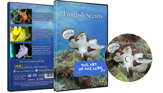 Frogfish Secrets - The Art Of The Lure