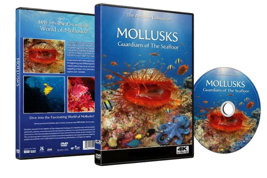 Mollusks - Guardians Of The Seafloor