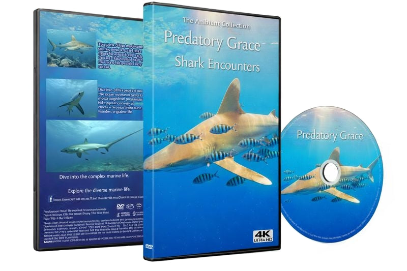 Predatory Grace - Face to Face with the Ocean’s Apex Hunters
