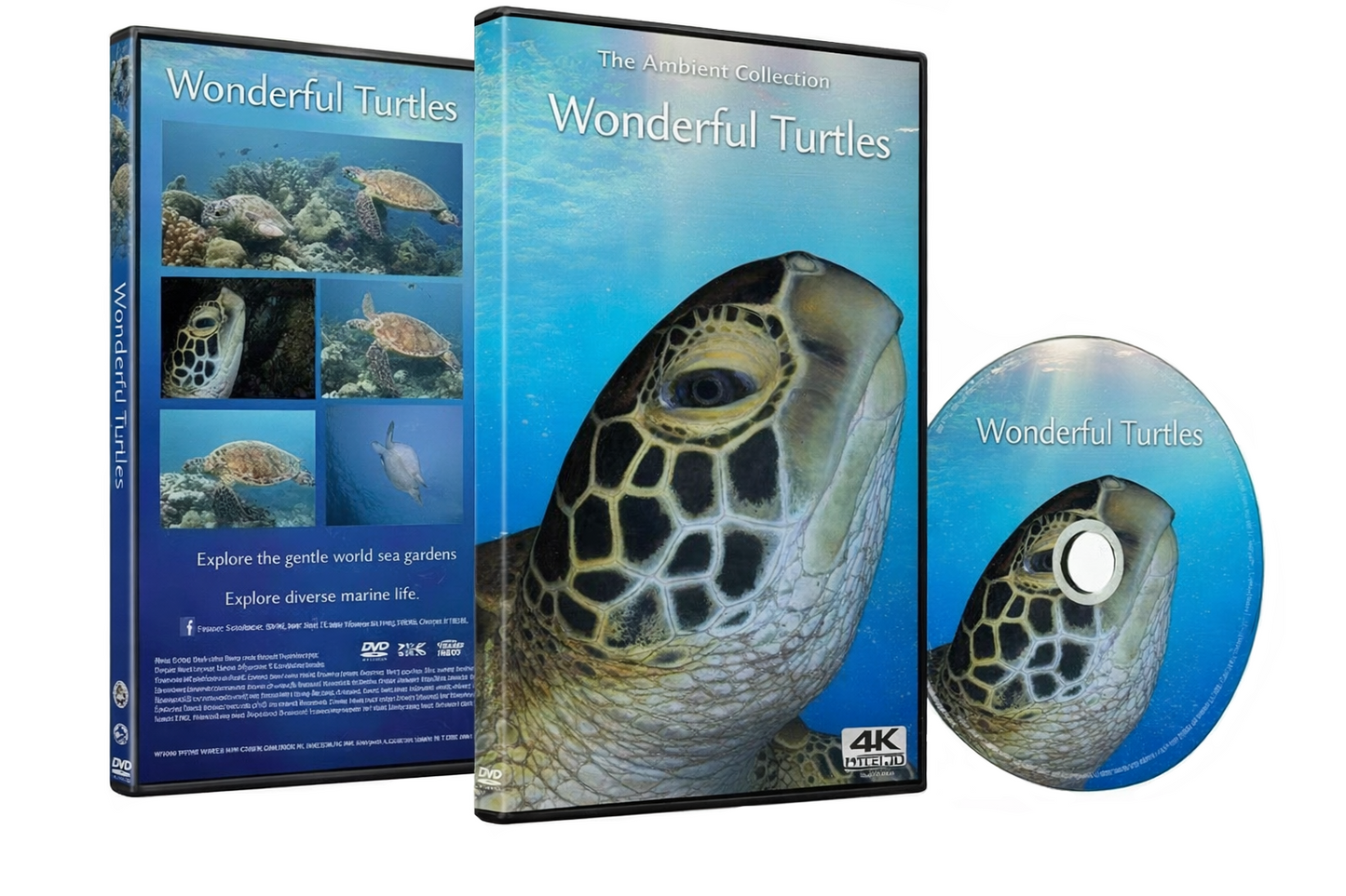 Wonderful Turtles - Discover the Beauty and Grace of Sea Turtles