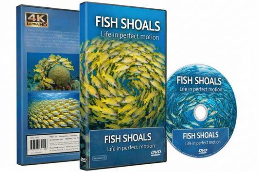 Fish Shoals- Live In Perfect Motion