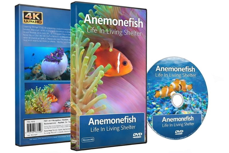 Anemonefish - Life In Living Shelter