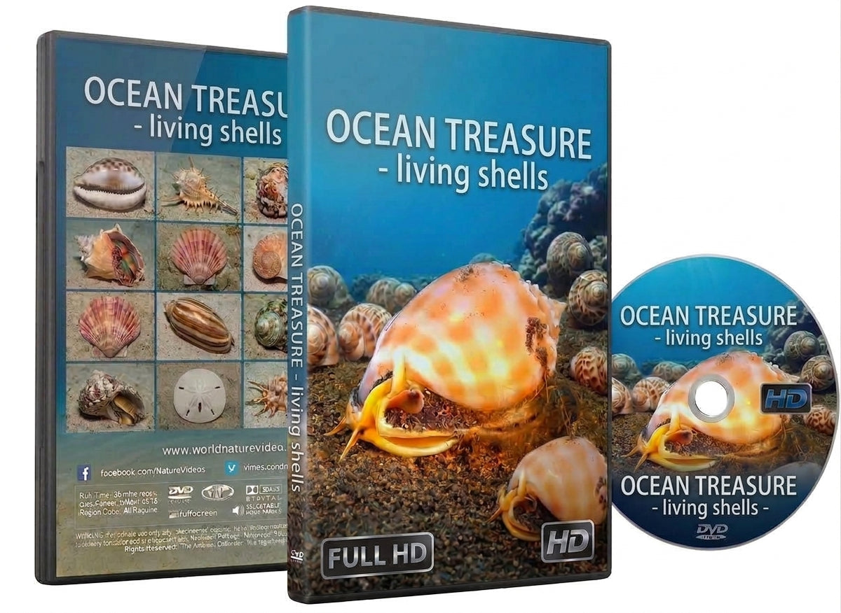 Ocean Treasure - Living Shells