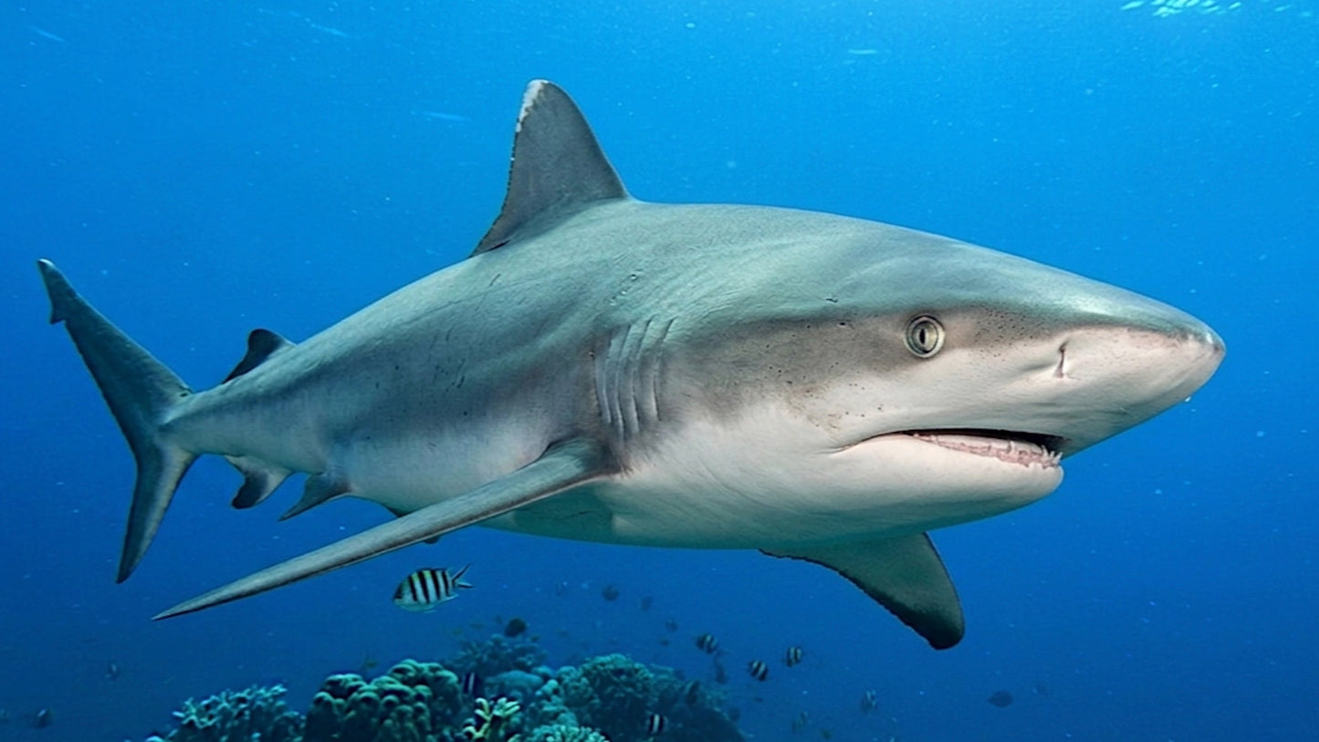 Dive Marquesas Islands - Made By Nature