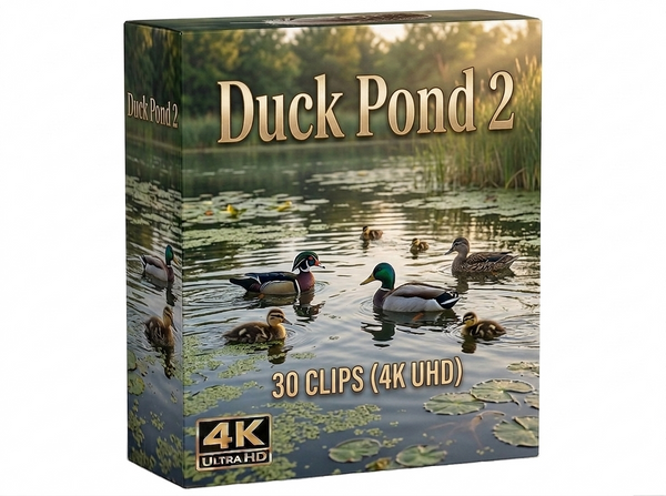Creator Pack - 30 single clips of Duck Pond 2 (4K UHD)