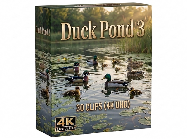 Creator Pack - 30 single clips of Duck Pond 3 (4K UHD)