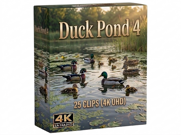 Creator Pack - 30 single clips of Duck Pond 4 (4K UHD)