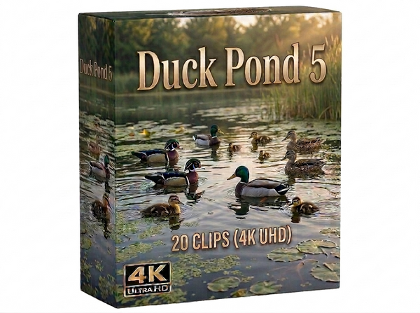 Creator Pack - 30 single clips of Duck Pond 5 (4K UHD)