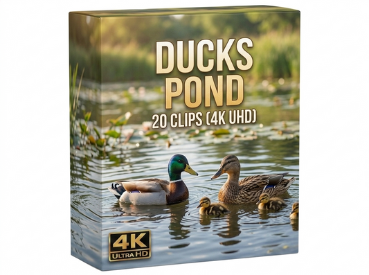 Creator Pack - 30 single clips of Ducks Pond (4K UHD)