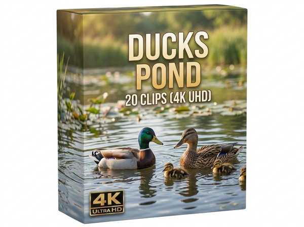 Creator Pack - 30 single clips of Ducks Pond (4K UHD)