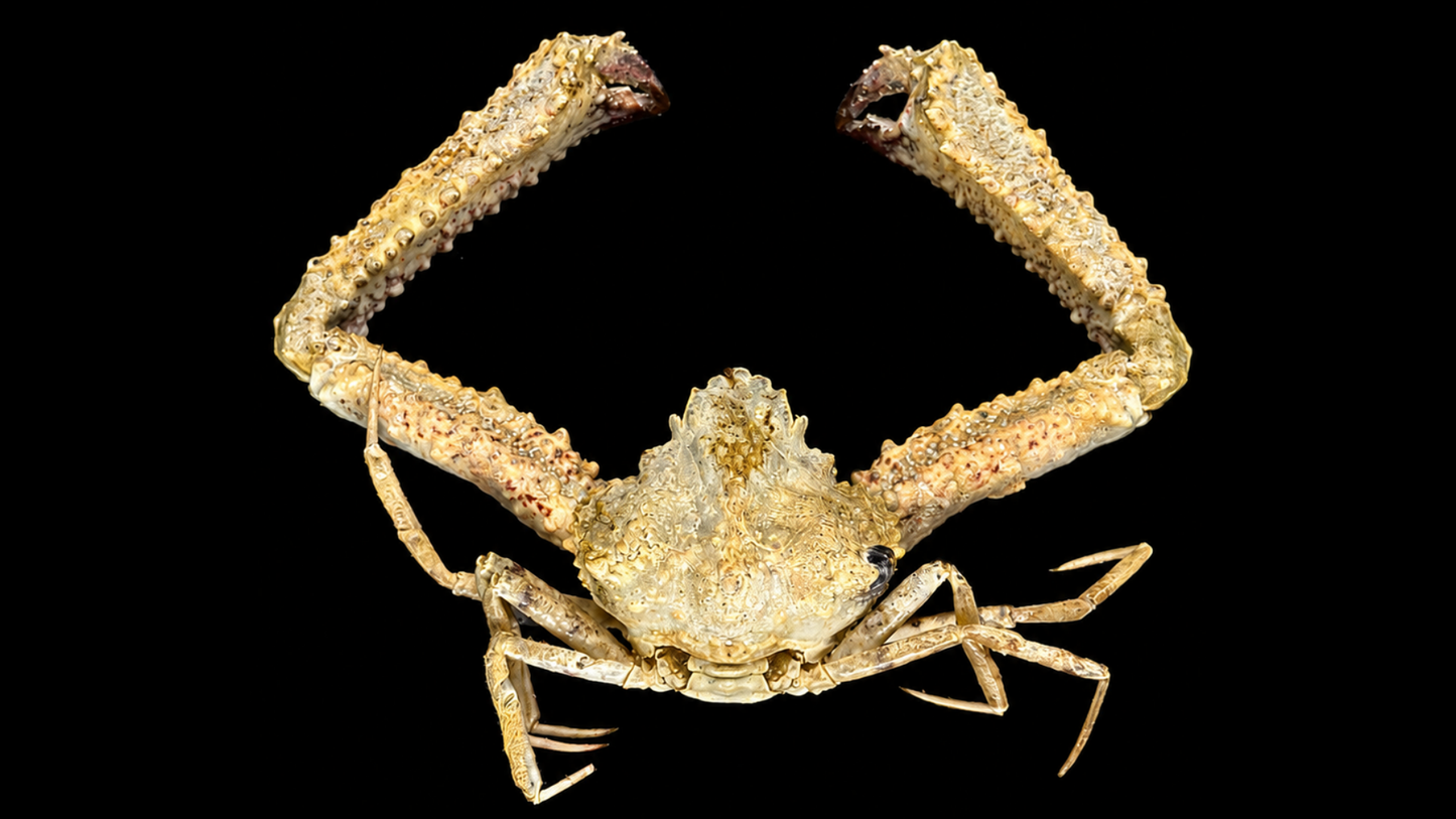 Elbow Crab (Rhinolambrus contrarius) | Preserved Crab Specimen | Real Parthenopid Elbow Crab