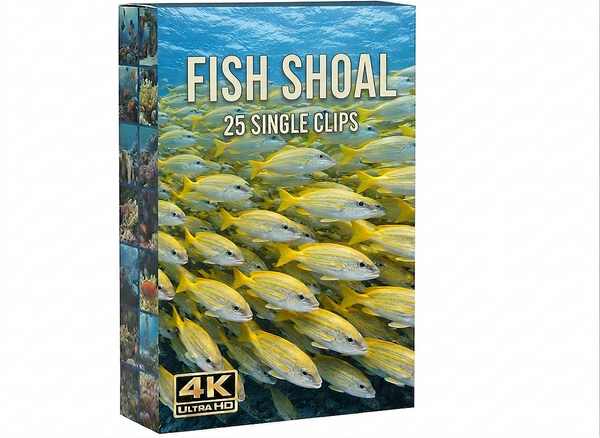 Creator Pack - 25 single clips of Fish shoal (4K UHD)