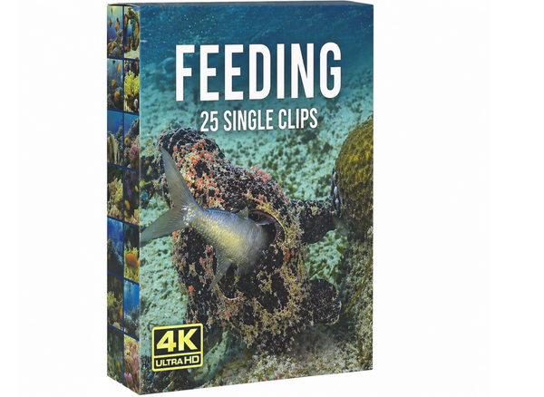 Creator Pack - 25 single clips of Feeding (4K UHD)