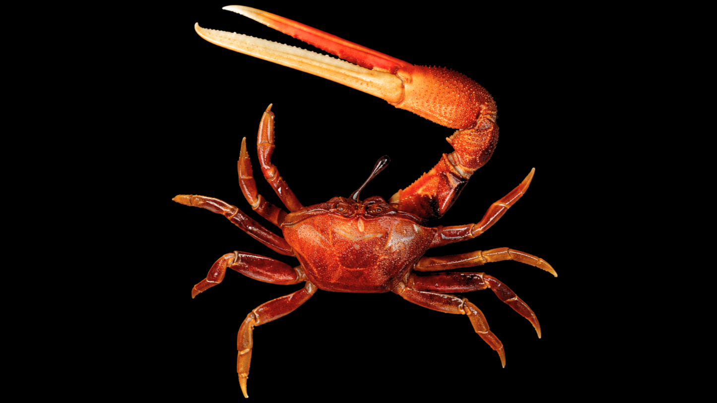 Orange Fiddler Crab (Gelasimus vocans) | Preserved Crab Specimen | Real Marine Crab