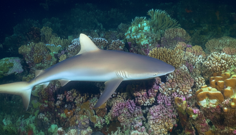 Creator Pack - 25 single clips of Reef Sharks (4K UHD)