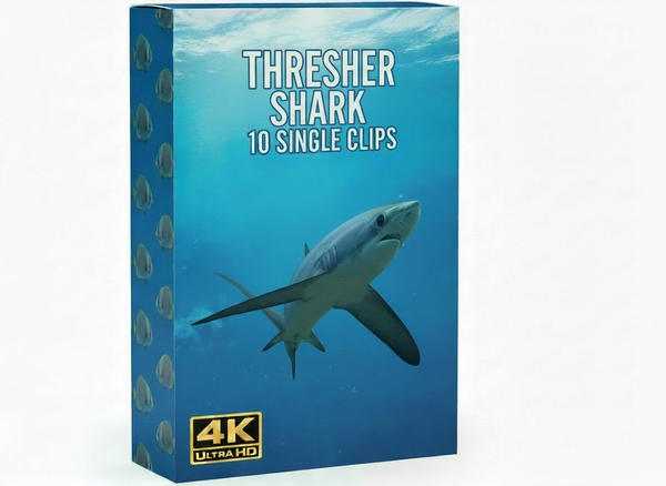 Creator Pack - 10 single clips of Thresher Shark (4K UHD)