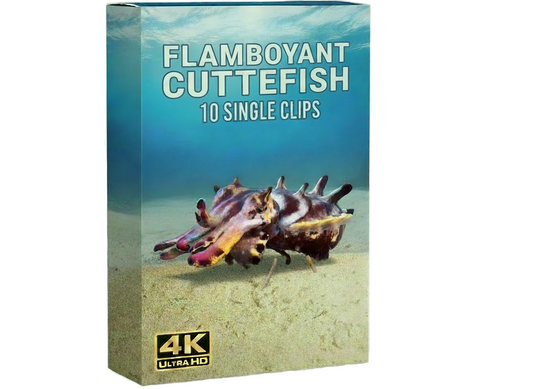 Creator Pack - 10 single clips of Flamboyant Cuttlefish (4K UHD)
