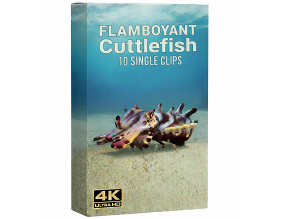 Creator Pack - 10 single clips of Flamboyant Cuttlefish (4K UHD)