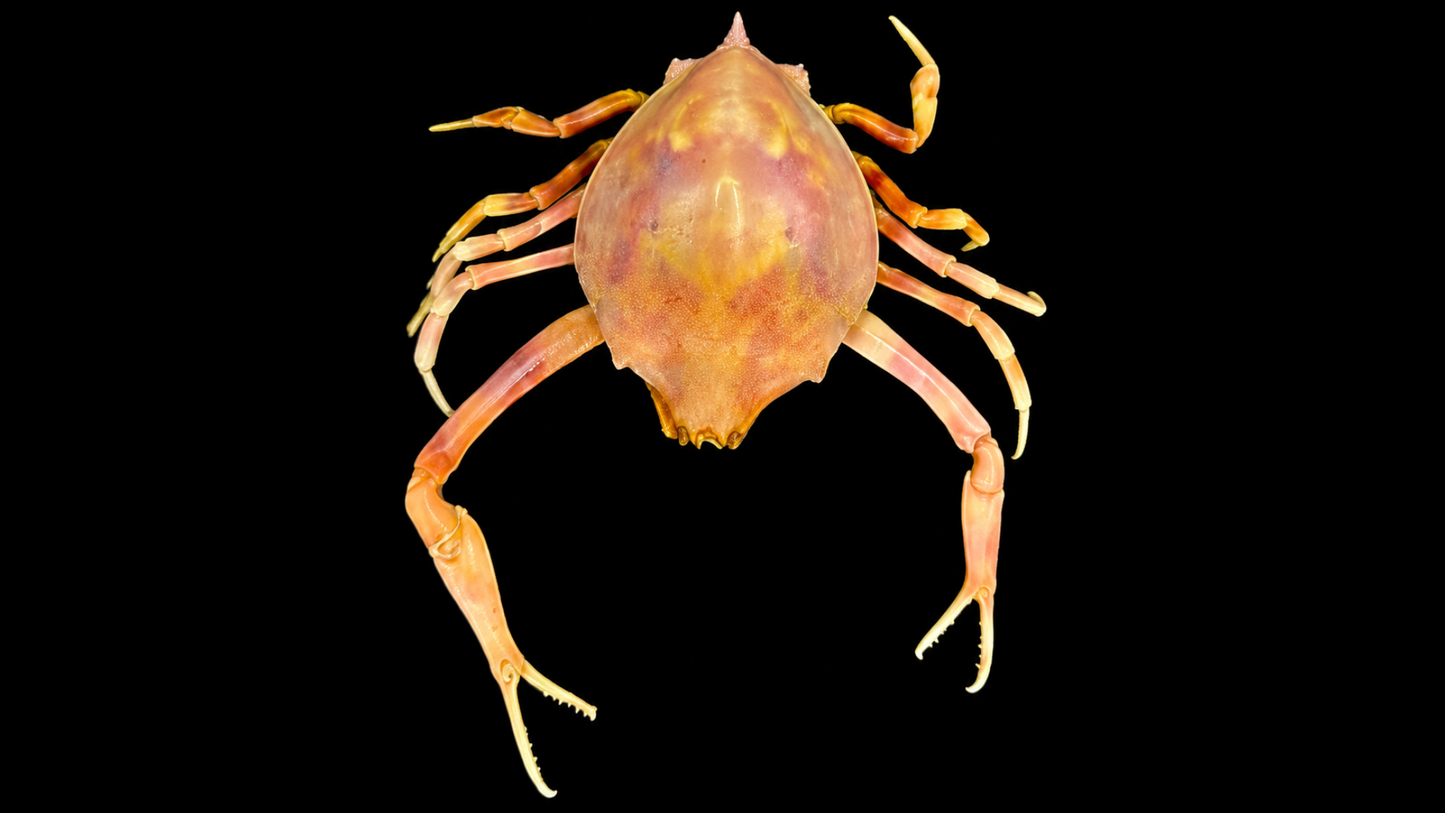 Fleeting Purse Crab (Myra fugax) | Preserved Crab Specimen | Real Marine Crab