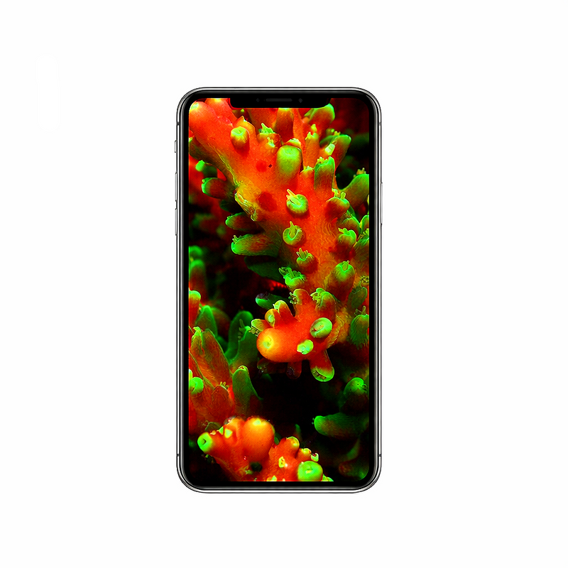 Vertical Creator Pack - 10 single clips of Fluorescent Coral (4K UHD)