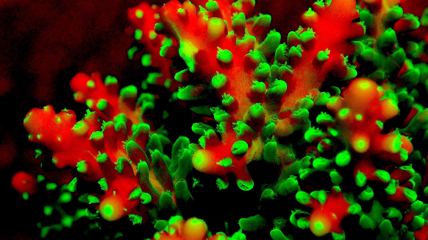 Fluorescent Corals - Glowing Ocean Secrets