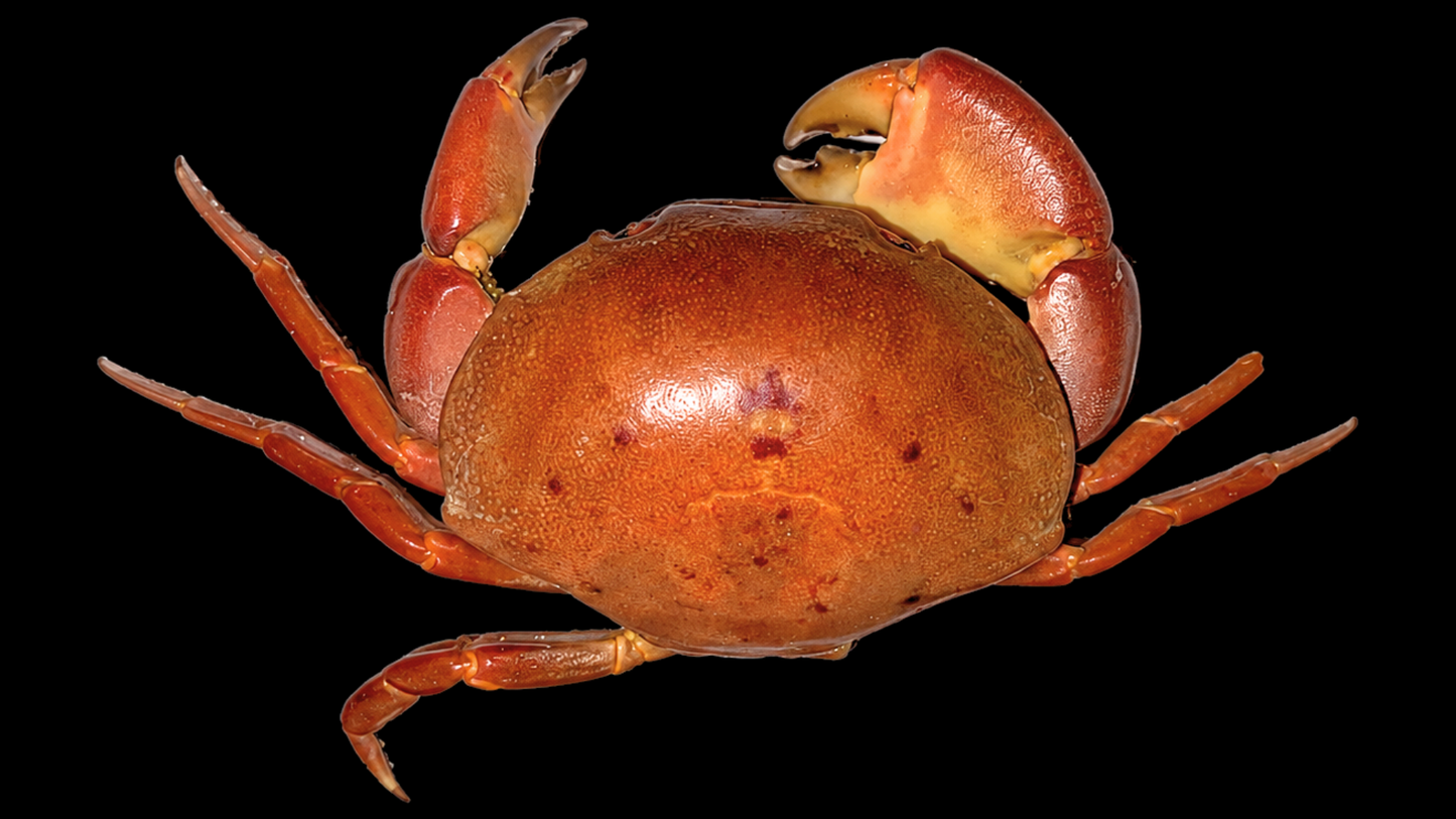 Freshwater Crab (Potamidae sp. cf. Indochinamon) | Preserved Crab Specimen | Real River Crab