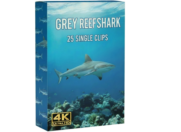 Creator Pack - 25 single clips of Grey Reef Shark (4K UHD)