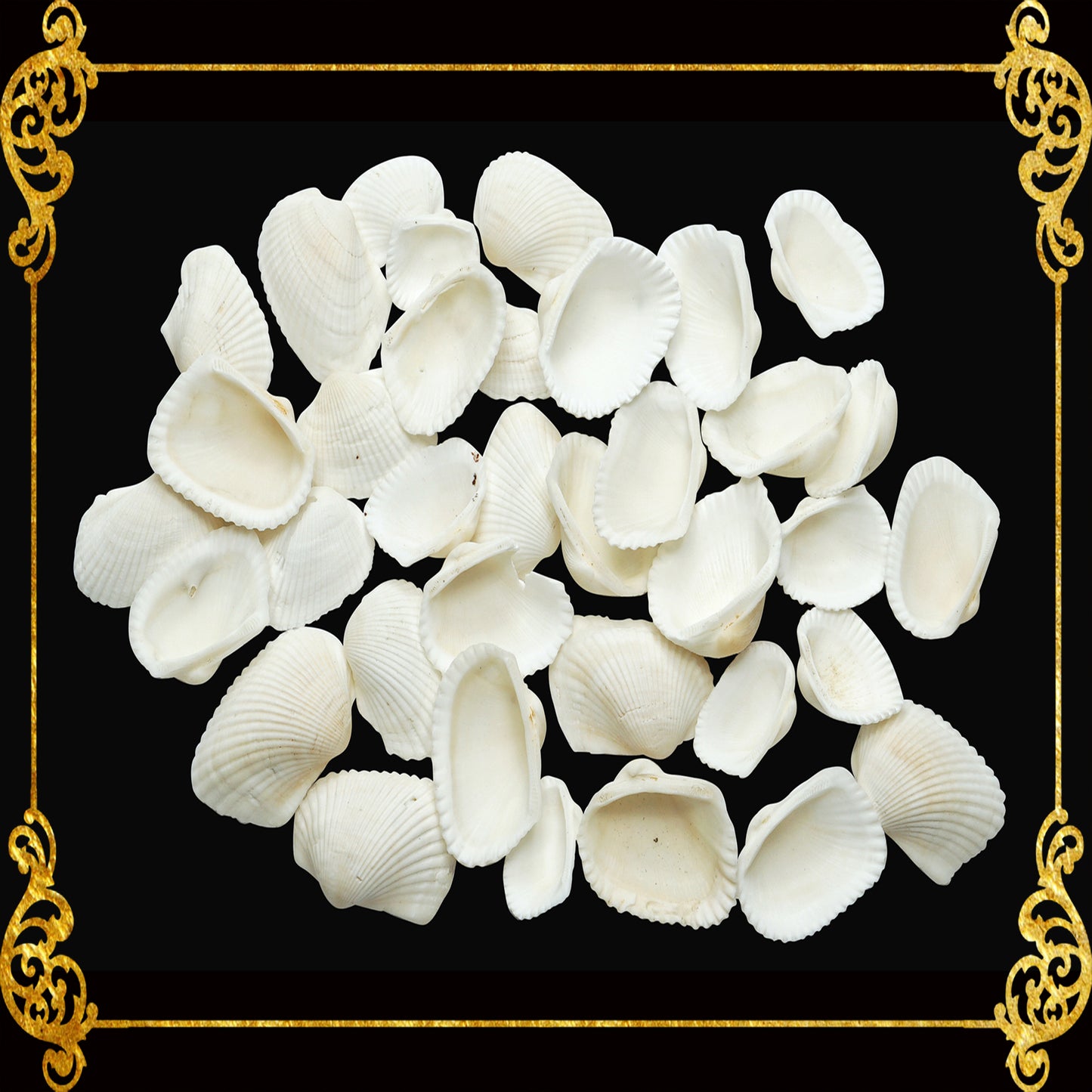 Batiting | Traverse Ark Sea Shells