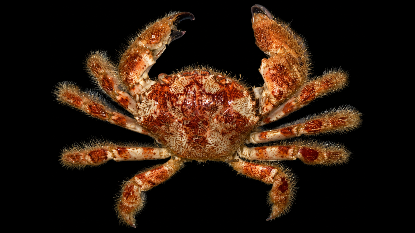 airy Crab (Pilumnus minutus) | Preserved Crab Specimen | Real Pilumnus Crab