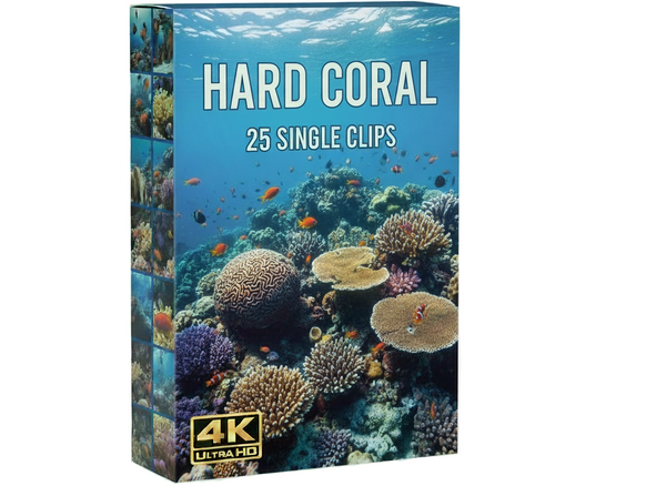 Hard Coral underwater commercial clips