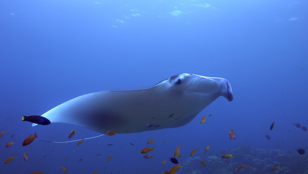 Creator Pack - 25 single clips of Manta Rays 4K