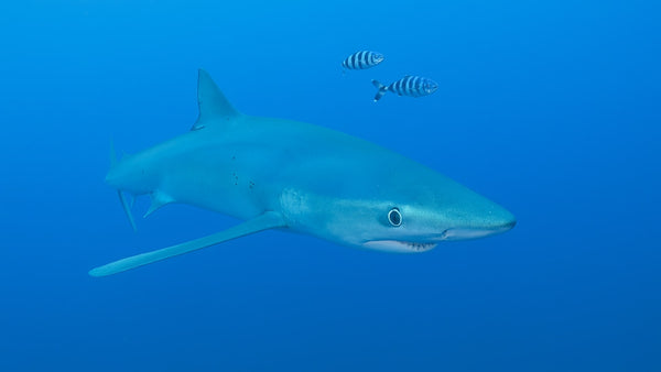 Creator Pack - 25 single clips of Sharks Of The World4K