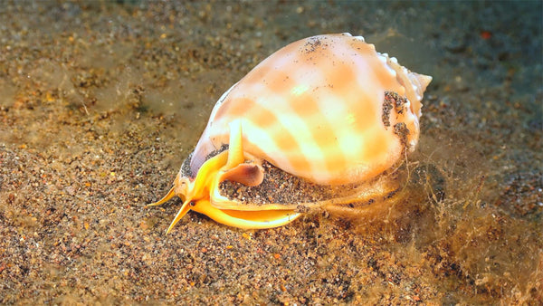 Creator Pack - 25 single clips of Live Shells 4K