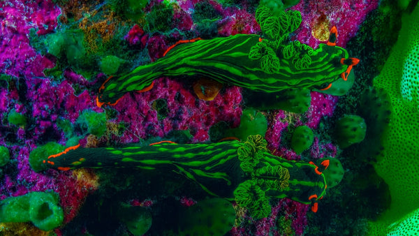 Creator Pack - 25 single clips of Nudibranch 4K